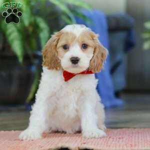 Mason, Cockapoo Puppy